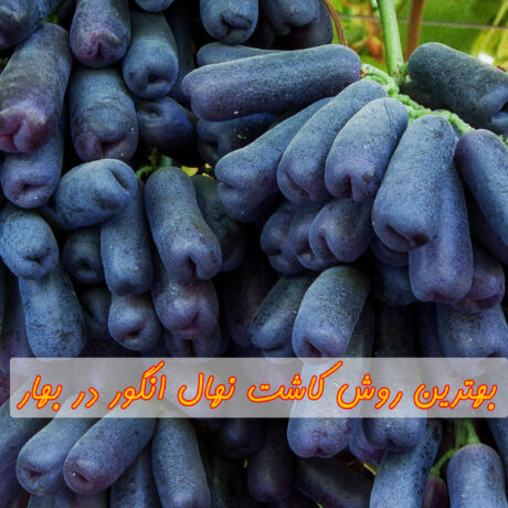 بهترین روش کاشت نهال انگور در بهار