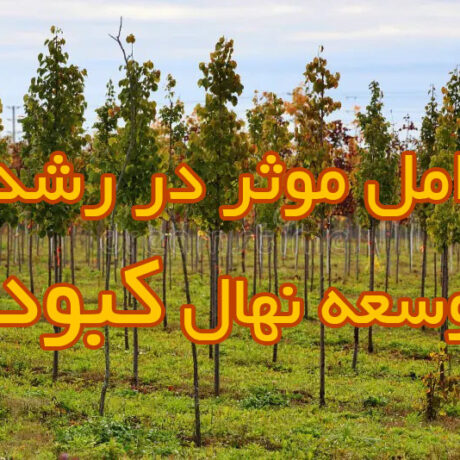 عوامل موثر در رشد و توسعه نهال کبوده