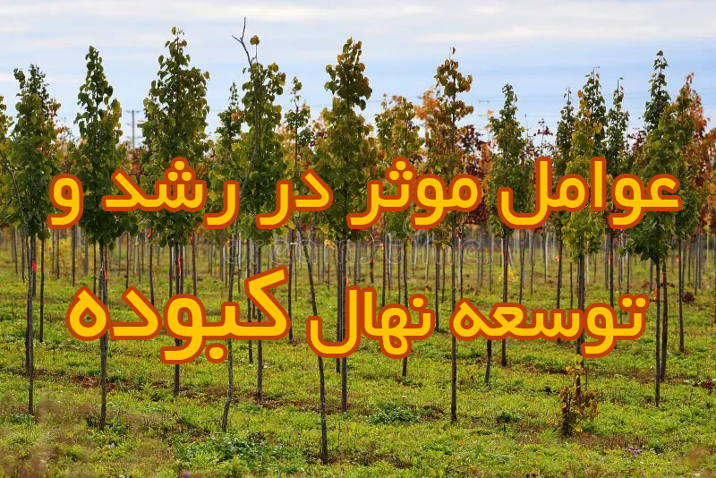 عوامل موثر در رشد و توسعه نهال کبوده