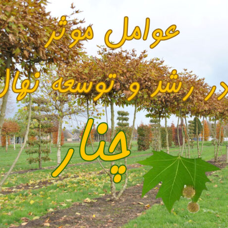 عوامل موثر در رشد و توسعه نهال چنار