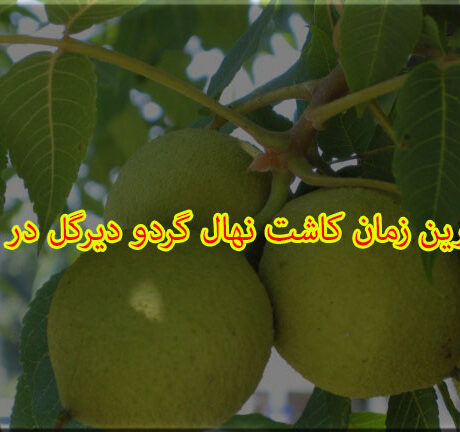 بهترین زمان کاشت نهال گردو دیرگل در بهار