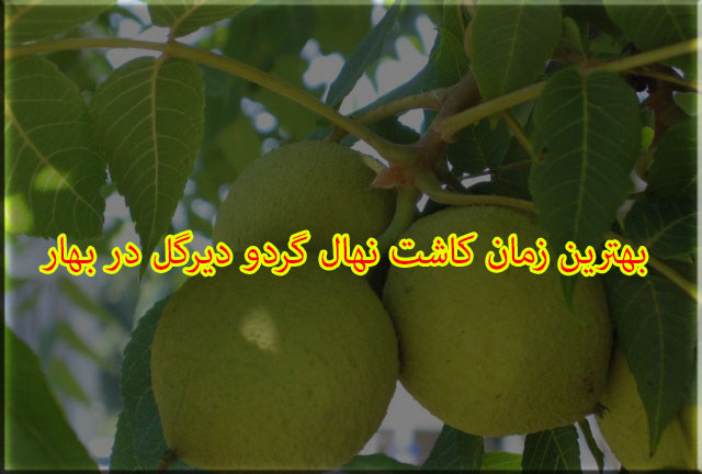 بهترین زمان کاشت نهال گردو دیرگل در بهار