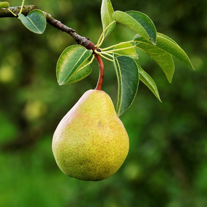 خرید نهال گلابی بیروتی1