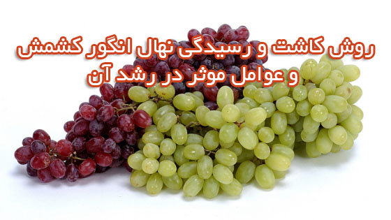 روش کاشت و رسیدگی نهال انگور کشمش و عوامل موثر در رشد آن