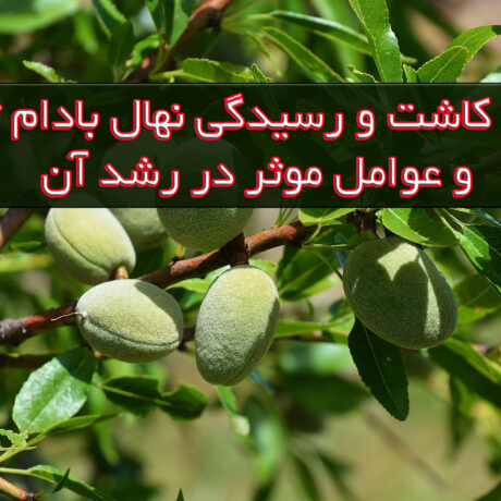 روش کاشت و رسیدگی نهال بادام تونو و عوامل موثر در رشد آن