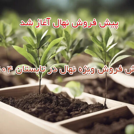 پیش فروش ویژه نهال در تابستان 1404
