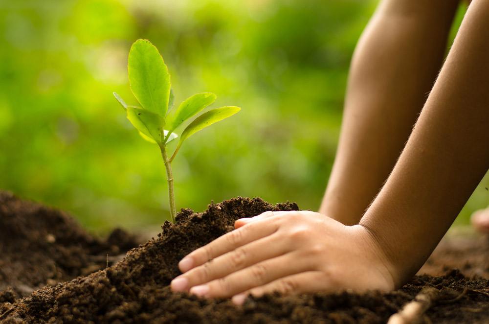 راهکارهای انتخاب نهال اقتصادی 1