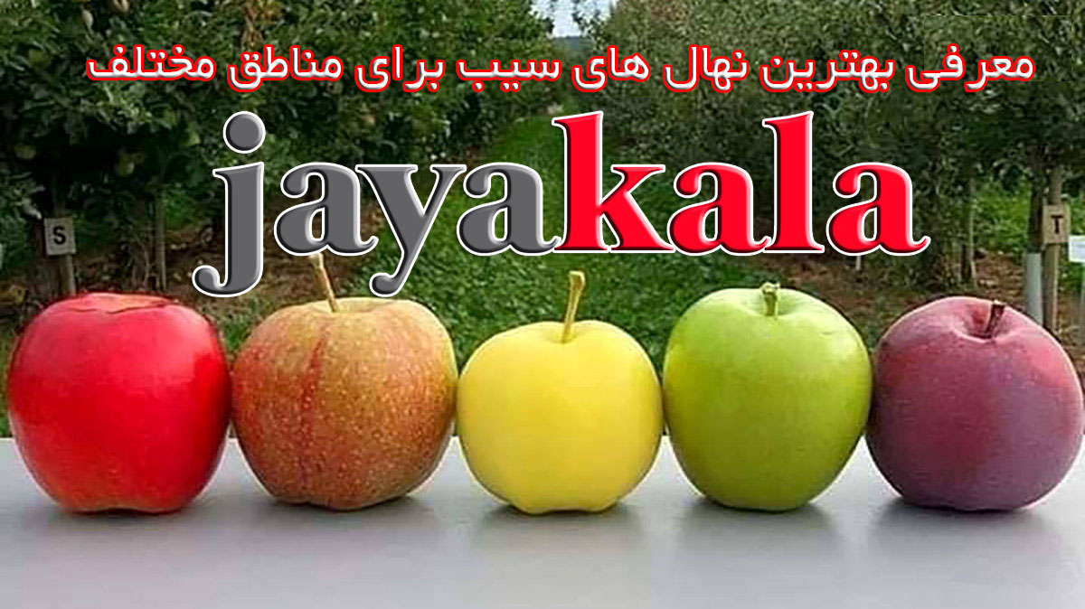 معرفی بهترین نهال های سیب برای مناطق مختلف