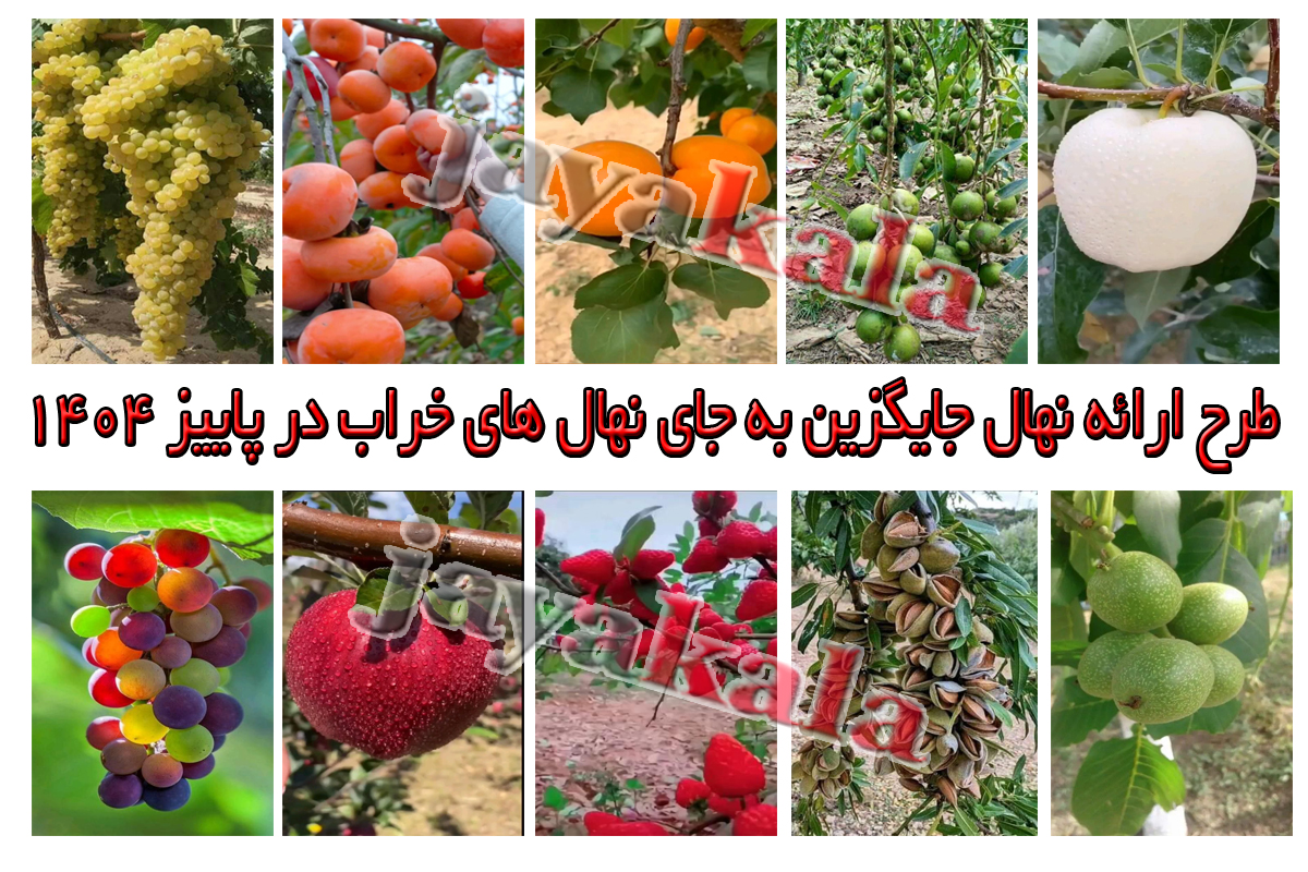 طرح ارائه نهال جایگزین به جای نهال های خراب در پاییز 1404