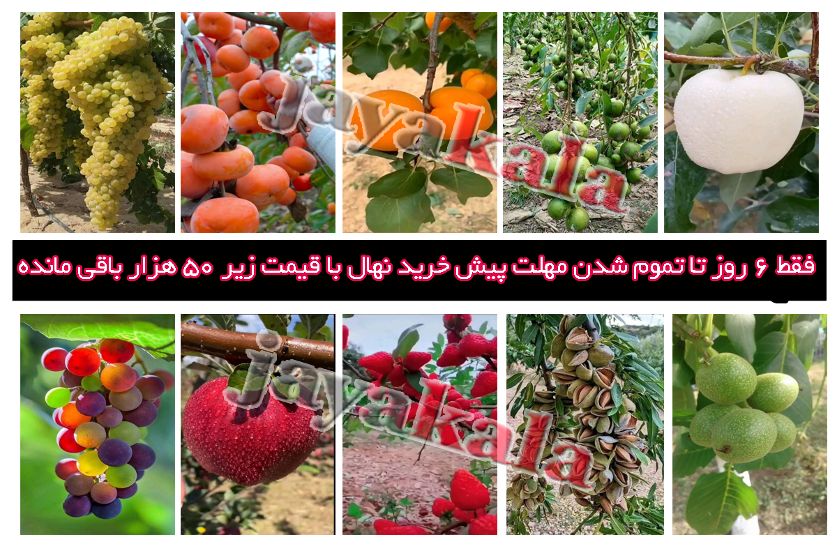 فقط 6 روز تا تموم شدن مهلت پیش خرید نهال با قیمت زیر 50 هزار باقی مانده