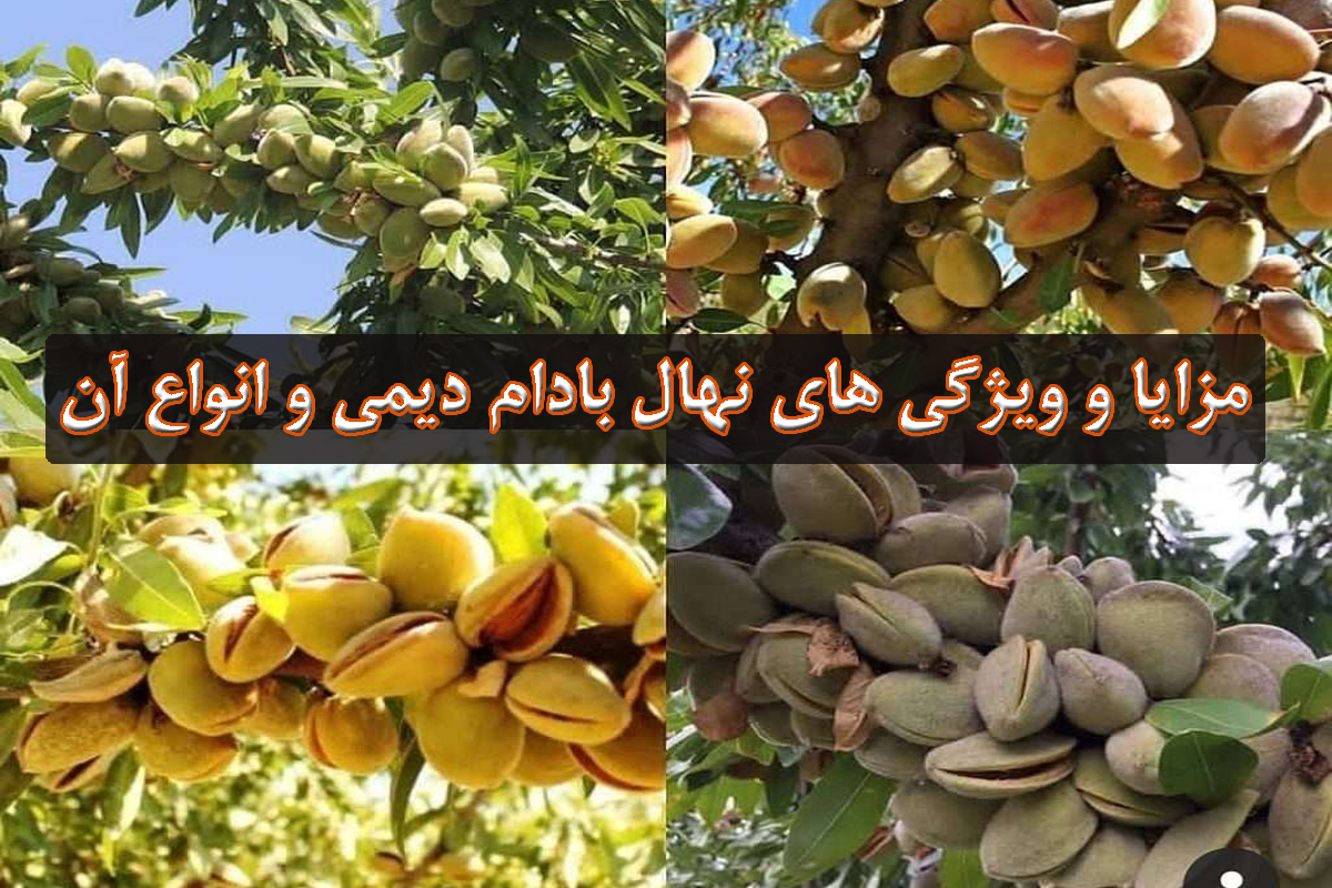 مزایا و ویژگی های نهال بادام دیمی و انواع آن