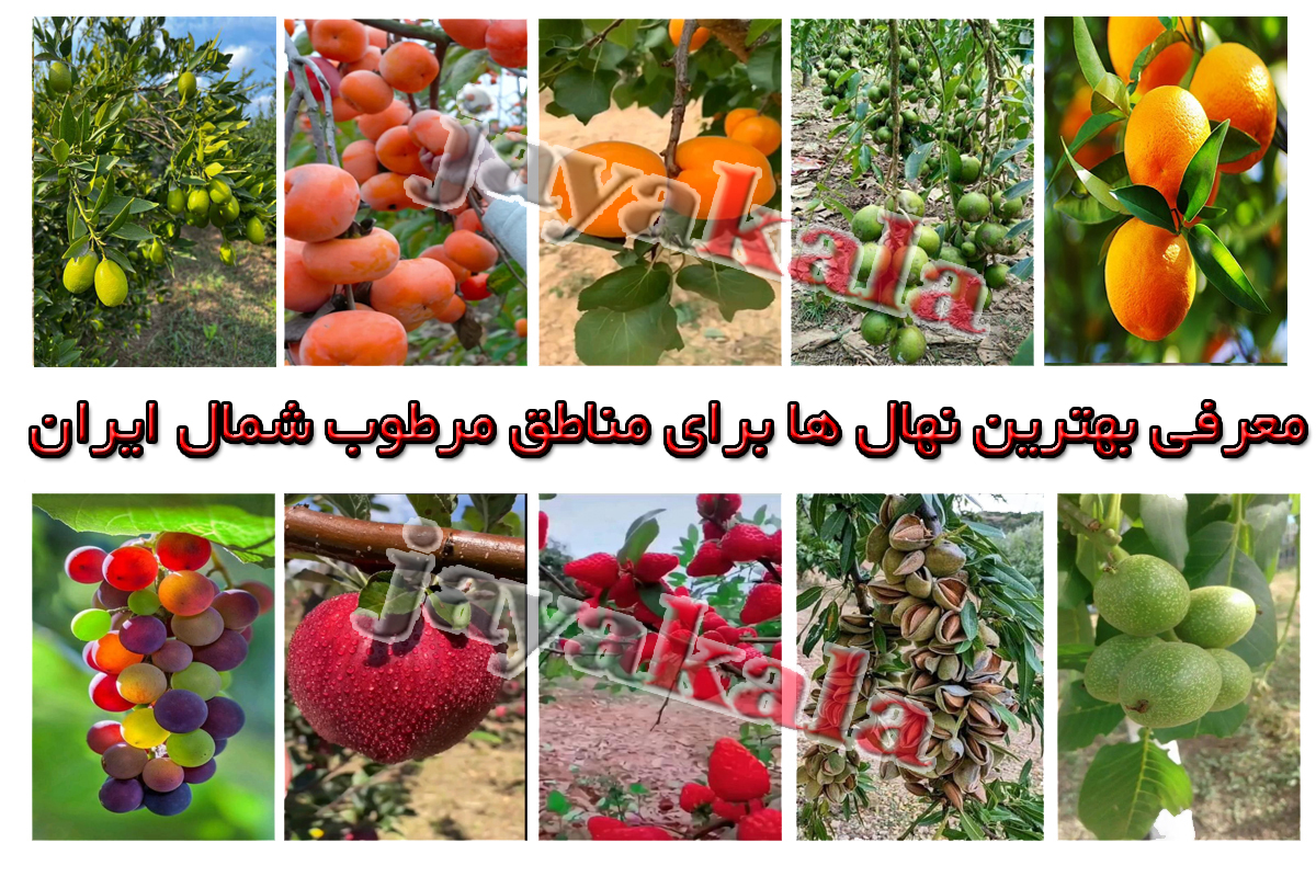 معرفی بهترین نهال ها برای مناطق مرطوب شمال ایران