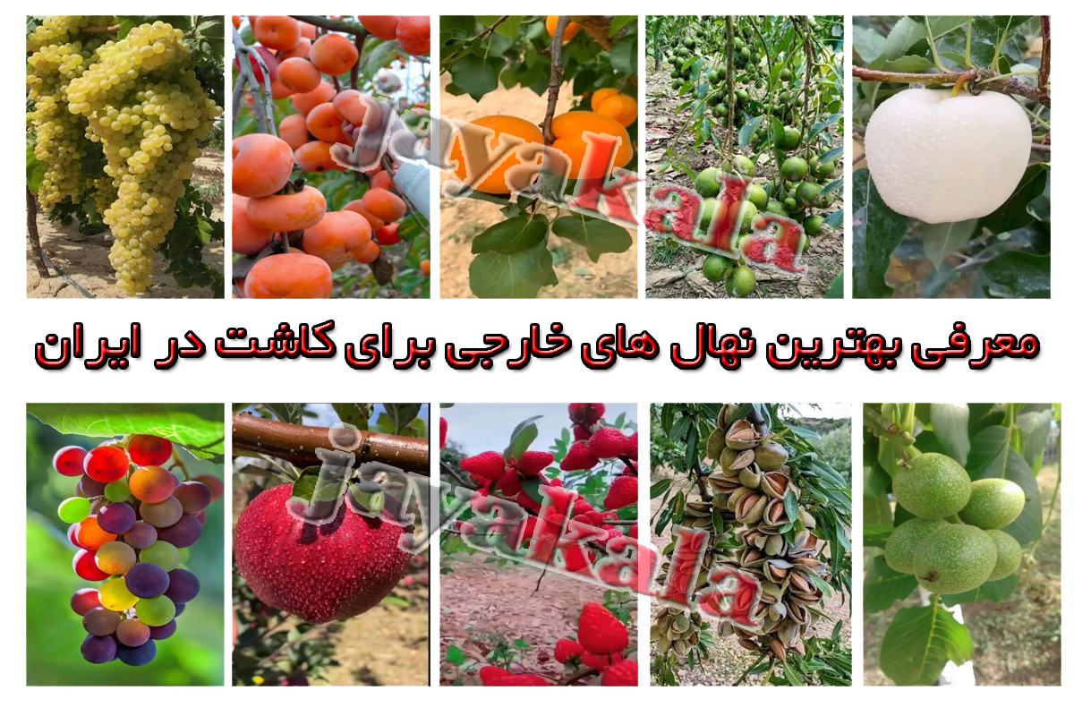 معرفی بهترین نهال های خارجی برای کاشت در ایران