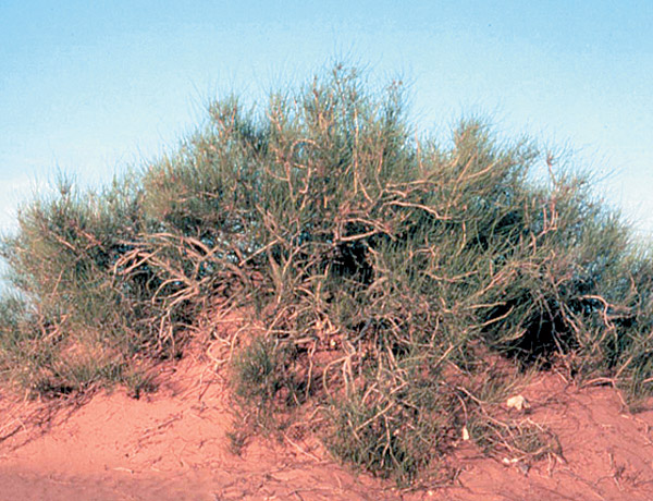 نهال اسکنبیل