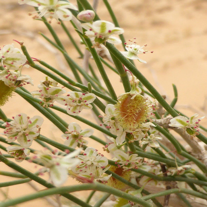 نهال اسکنبیل