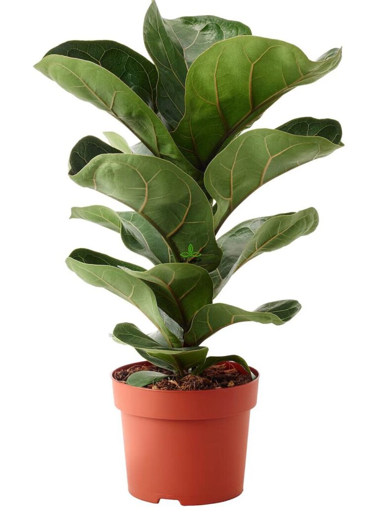 فیکوس لیراتا (آفریقایی)