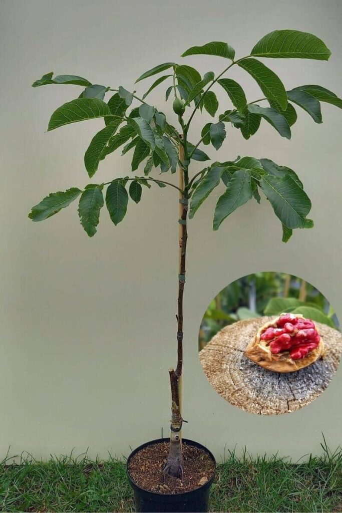 بررسی کامل نهال گردو تو سرخ