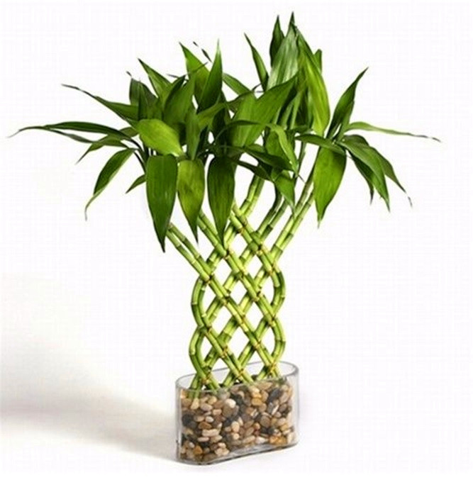 بامبو خوش‌شانس