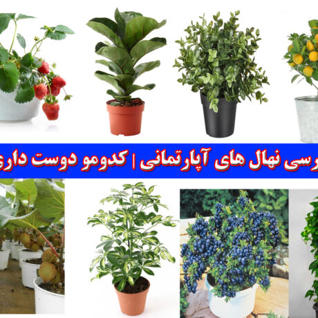 بررسی نهال های آپارتمانی کدومو دوست داری