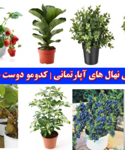 بررسی نهال های آپارتمانی | کدومو دوست داری
