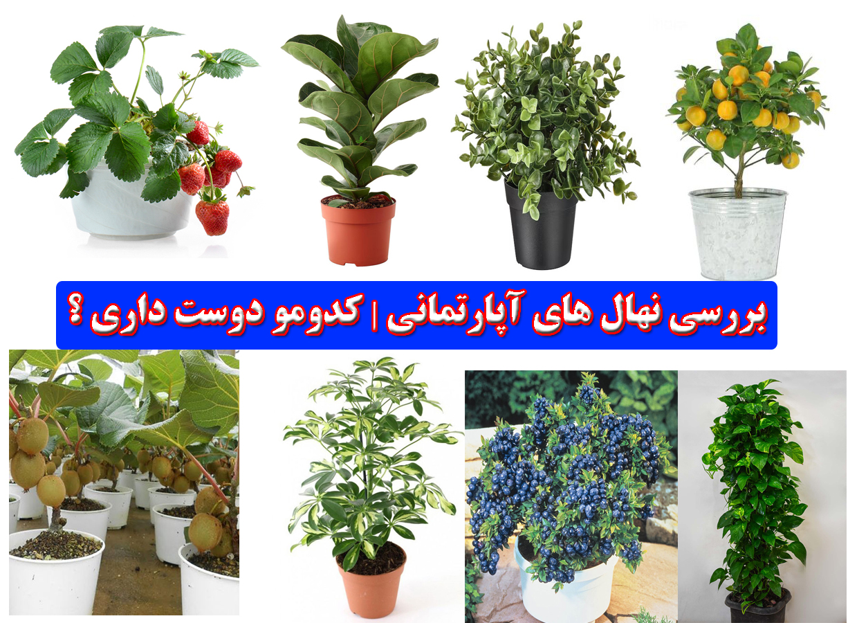 بررسی نهال های آپارتمانی | کدومو دوست داری