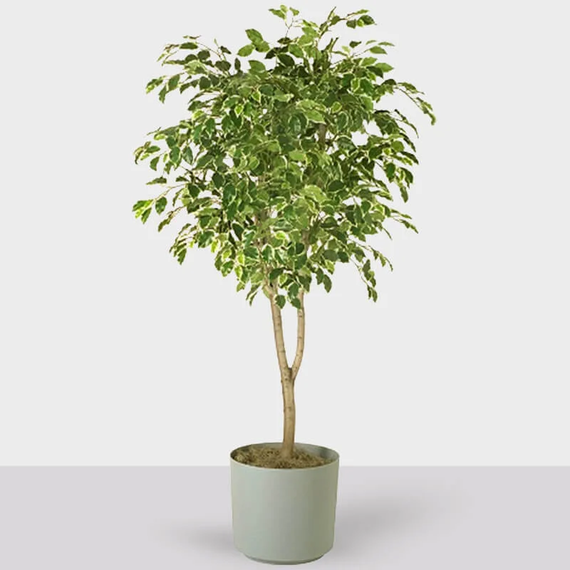 بنجامین ابلق