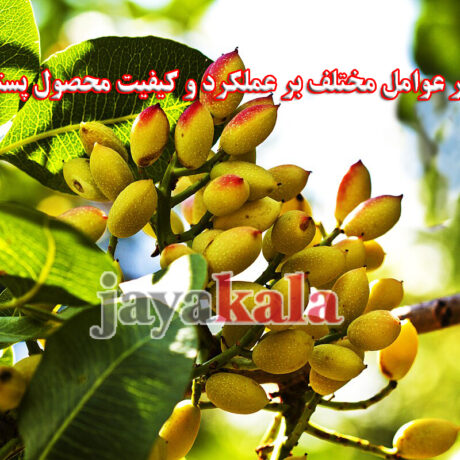 تاثیر عوامل مختلف بر عملکرد و کیفیت محصول پسته
