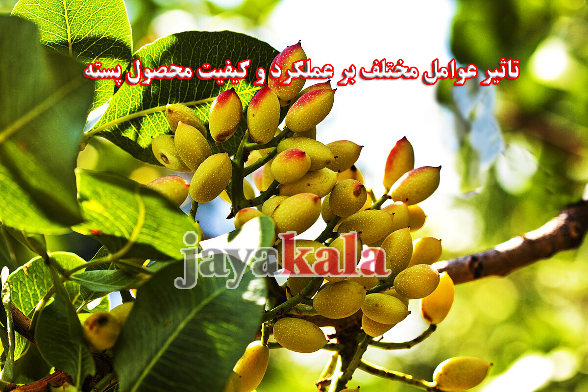 تاثیر عوامل مختلف بر عملکرد و کیفیت محصول پسته