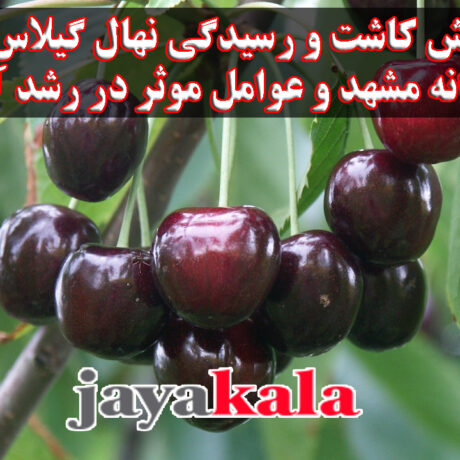روش-کاشت-و-رسیدگی-نهال-گیلاس-تکدانه-مشهد-و-عوامل-موثر-در-رشد-آن