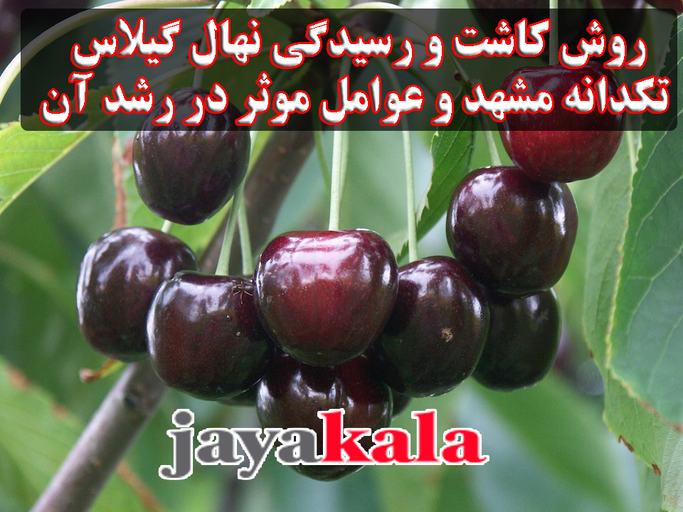 روش-کاشت-و-رسیدگی-نهال-گیلاس-تکدانه-مشهد-و-عوامل-موثر-در-رشد-آن