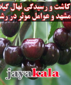 روش کاشت و رسیدگی نهال گیلاس تکدانه مشهد و عوامل موثر در رشد آن