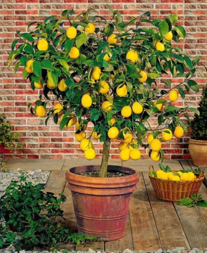 لیمو ترش پاکوتاه