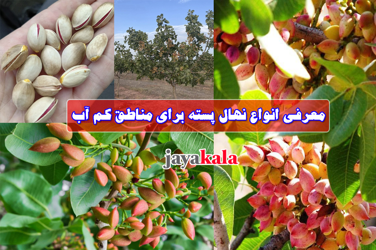 معرفی انواع نهال پسته برای مناطق کم آب