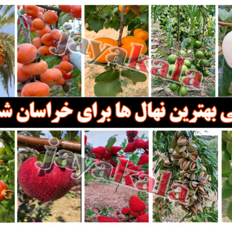 معرفی بهترین نهال ها برای خراسان شمالی