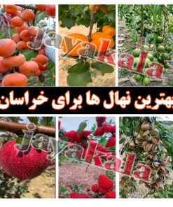 معرفی بهترین نهال ها برای خراسان شمالی