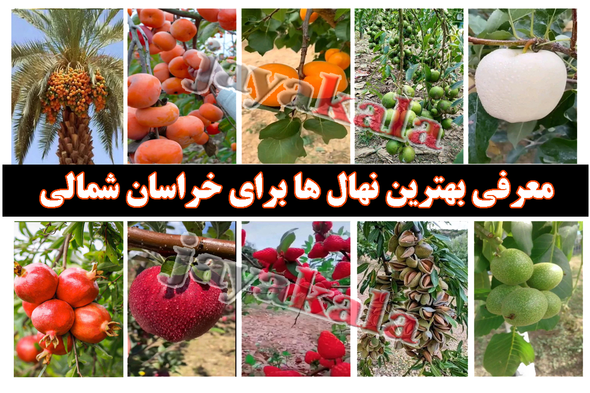 معرفی بهترین نهال ها برای خراسان شمالی