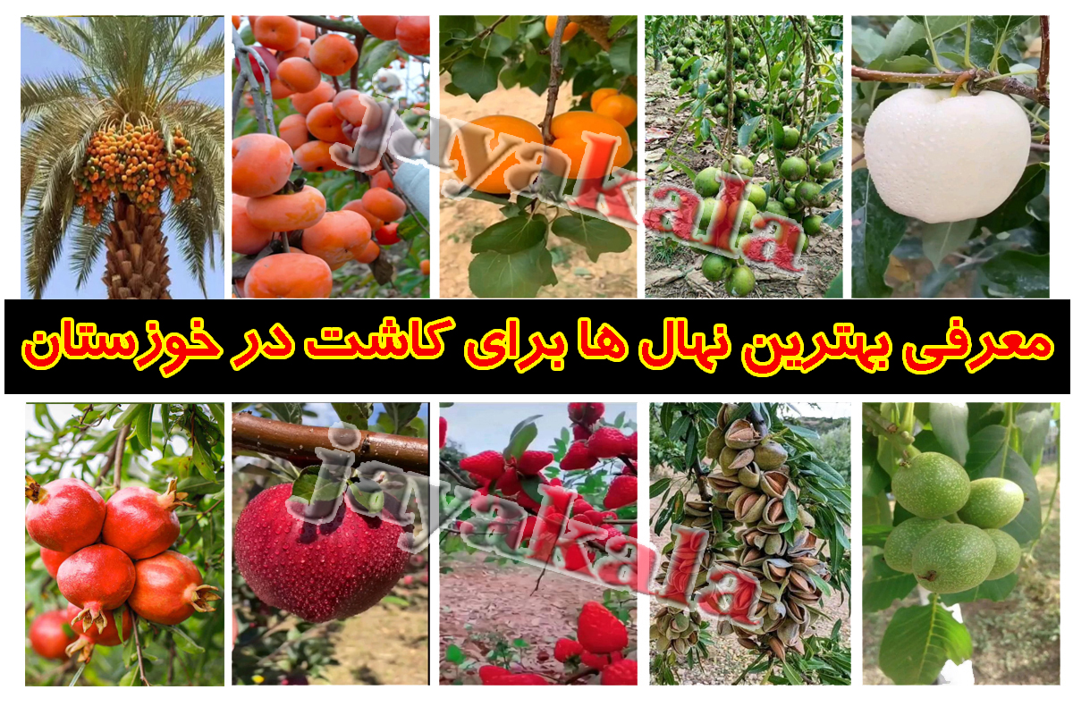 معرفی بهترین نهال ها برای کاشت در خوزستان