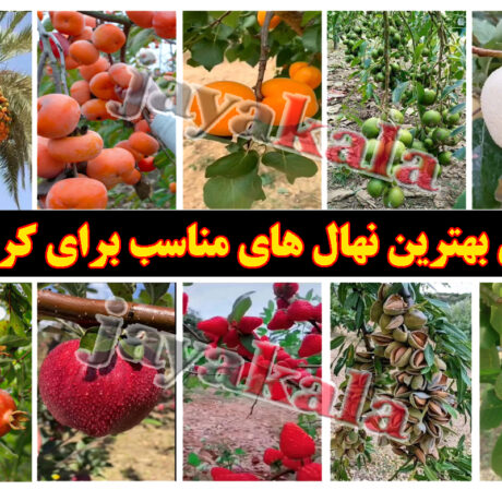 معرفی-بهترین-نهال-ها-برای-کاشت-در-کردستان