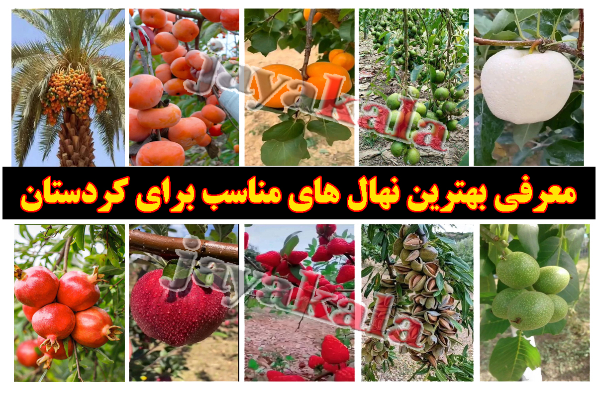 معرفی-بهترین-نهال-ها-برای-کاشت-در-کردستان