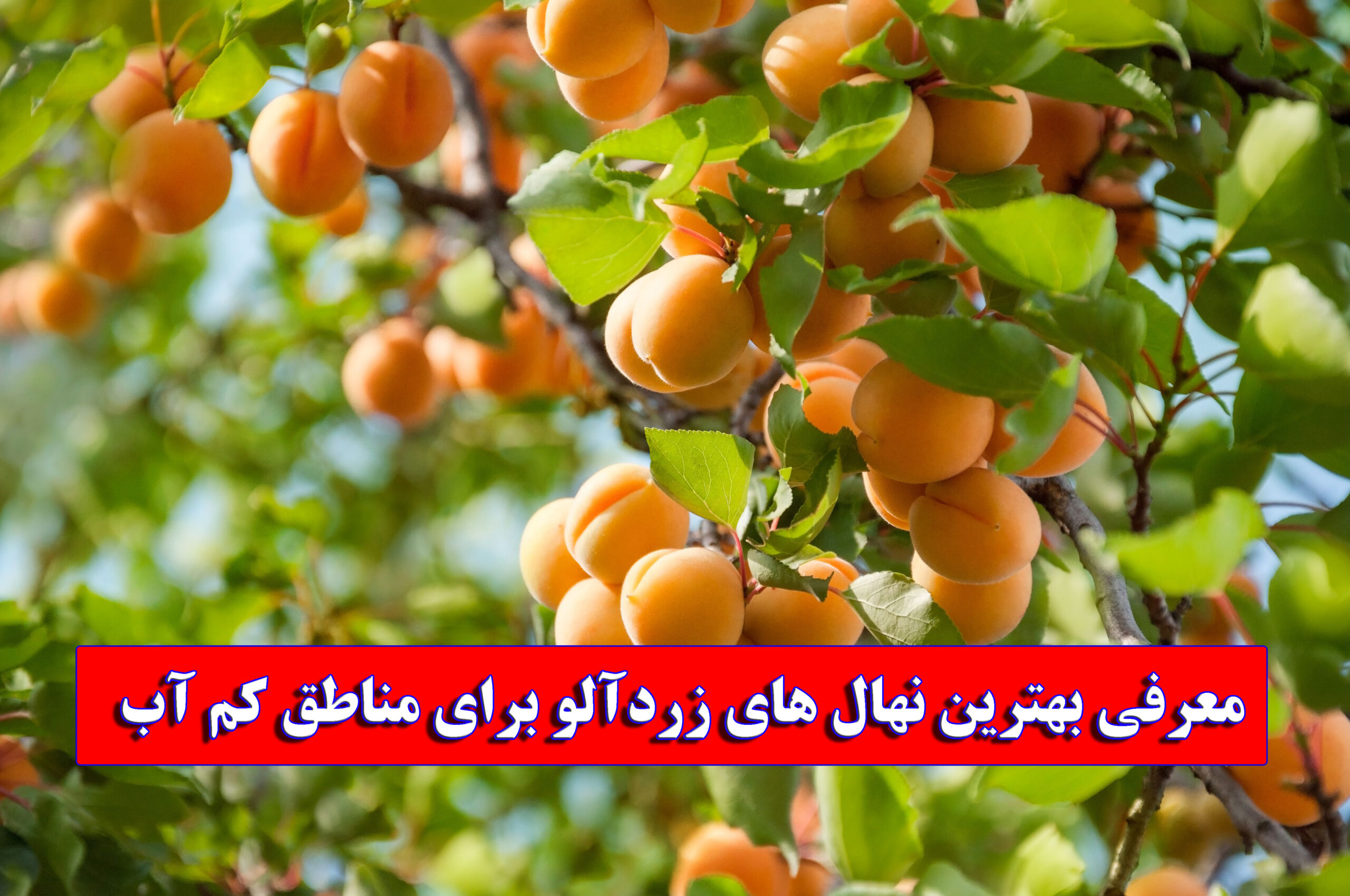 معرفی بهترین نهال های زردآلو برای مناطق کم آب