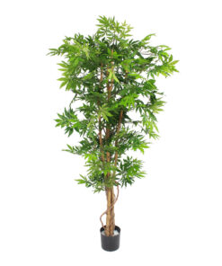 نهال افرا ابلق