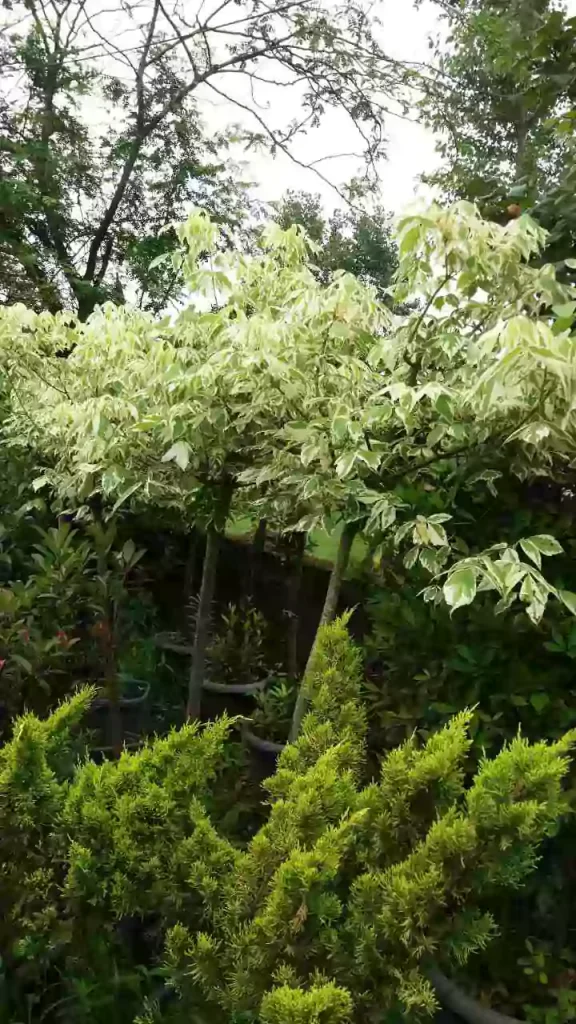 نهال افرا سفید