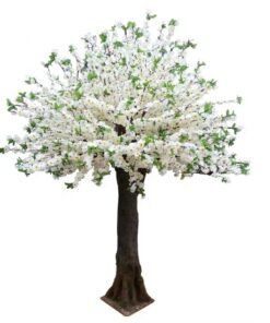 نهال افرا سفید