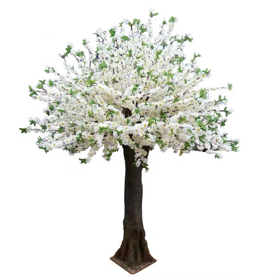 نهال افرا سفید