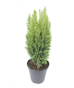 نهال کاج الودی