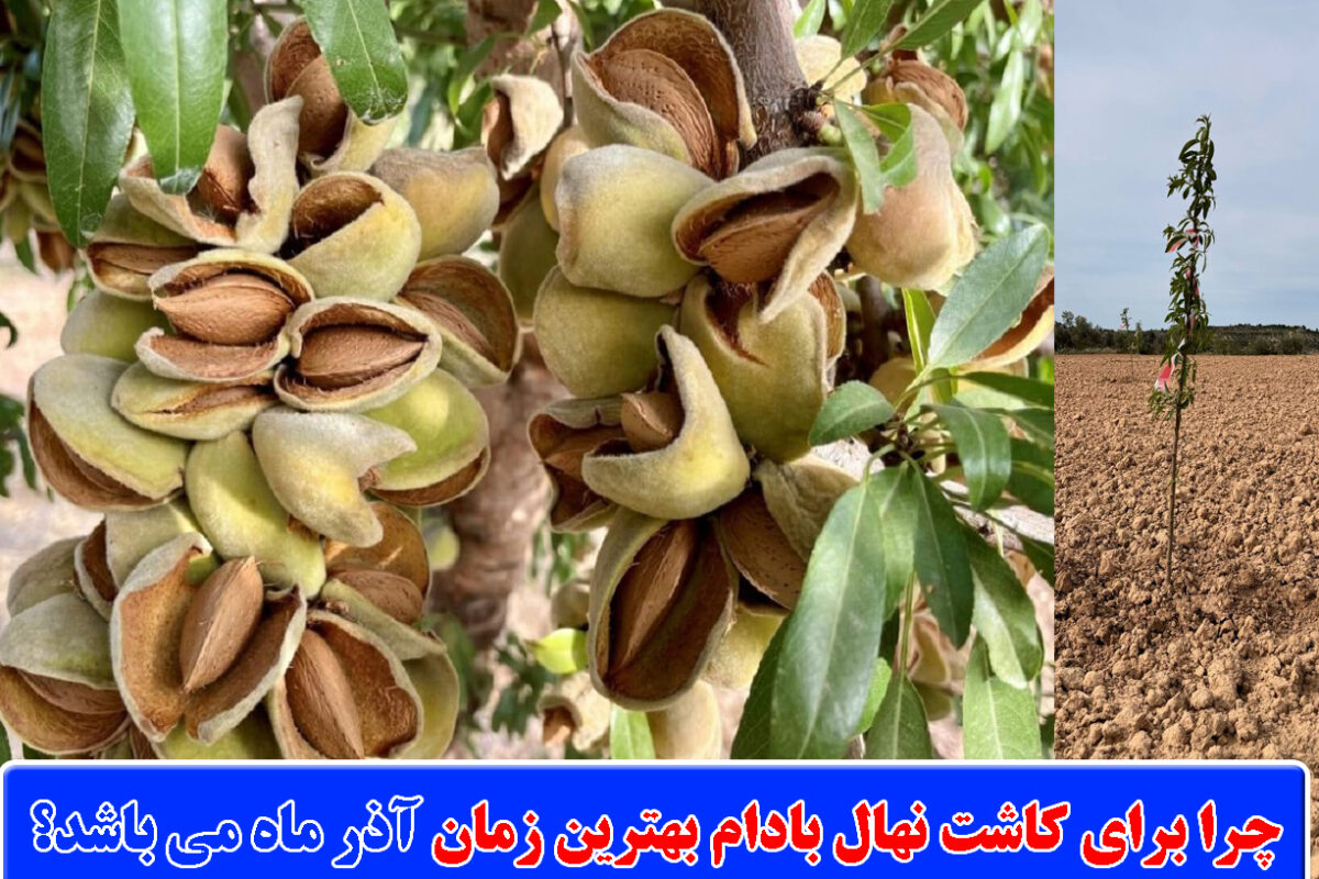 چرا-برای-کاشت-نهال-بادام-بهترین-زمان-آذر-ماه-می-باشد؟