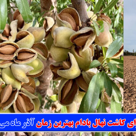 چرا-برای-کاشت-نهال-بادام-بهترین-زمان-آذر-ماه-می-باشد؟