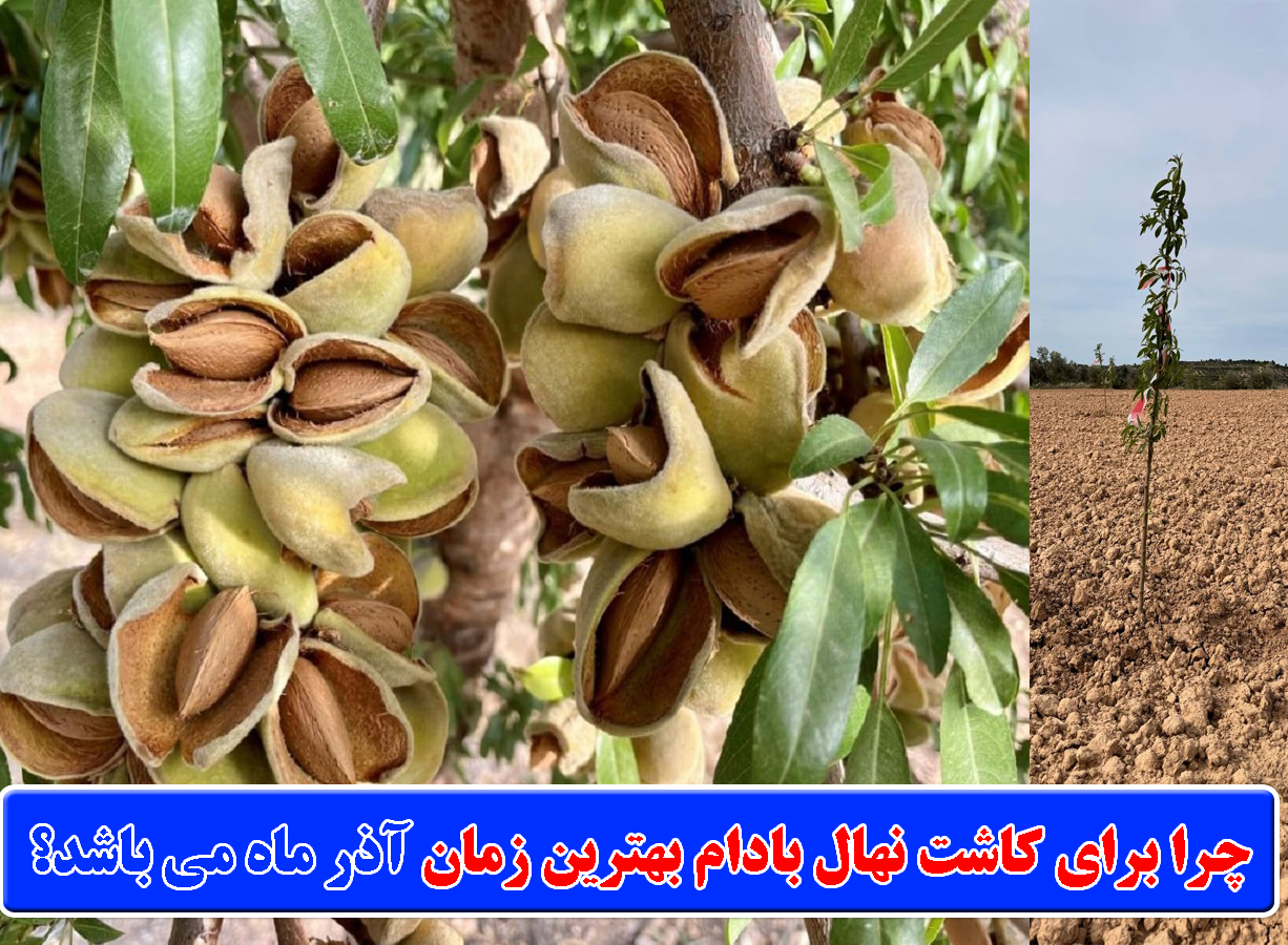 چرا-برای-کاشت-نهال-بادام-بهترین-زمان-آذر-ماه-می-باشد؟