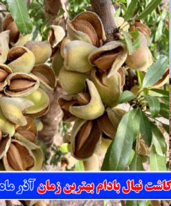 چرا برای کاشت نهال بادام بهترین زمان آذر ماه می باشد؟