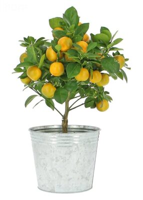 کالاموندین (پرتقال زینتی)